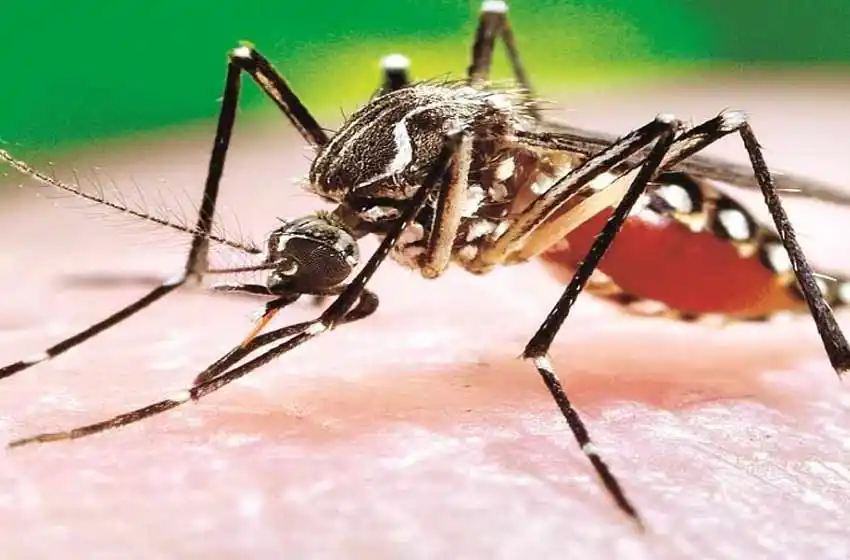 Confirmaron 36 casos de dengue en la provincia