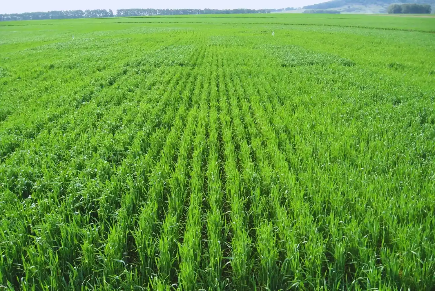 Un trigo mal nutrido pierde hasta 3.500 kilos por hectárea