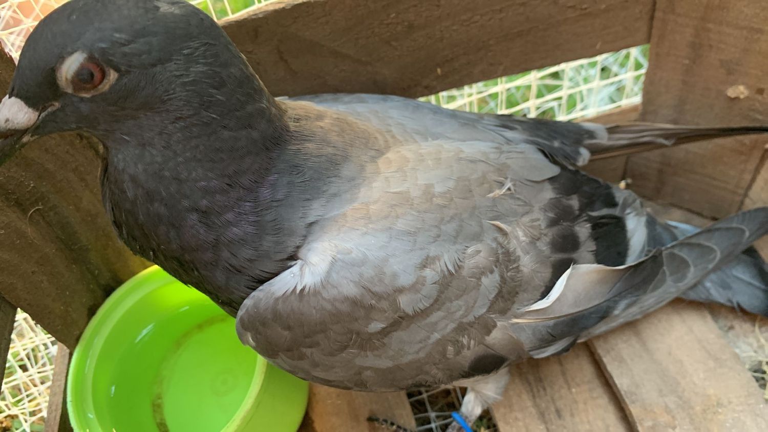 Se encontró una paloma mensajera
