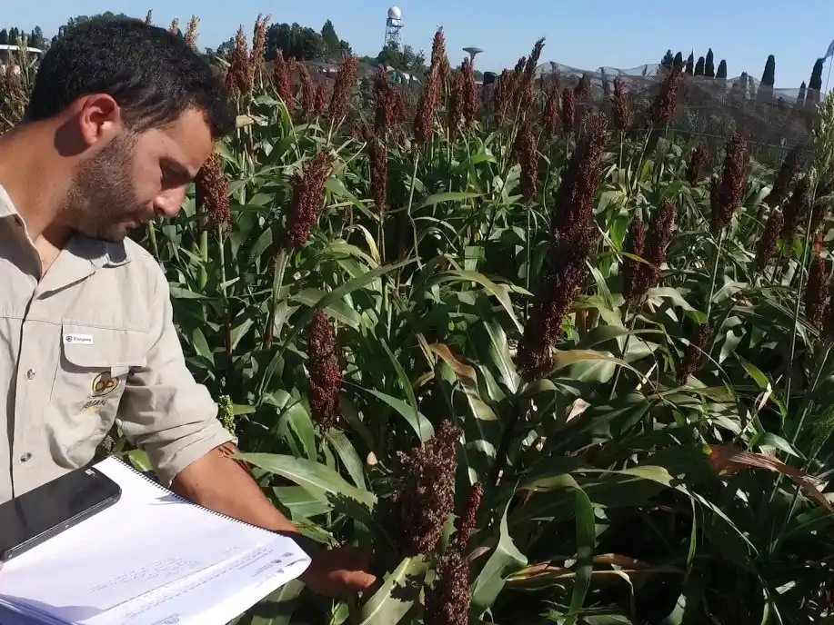 Con una siembra estimada en 67.000 hectáreas, se desploma a la mitad la campaña del sorgo entrerriano