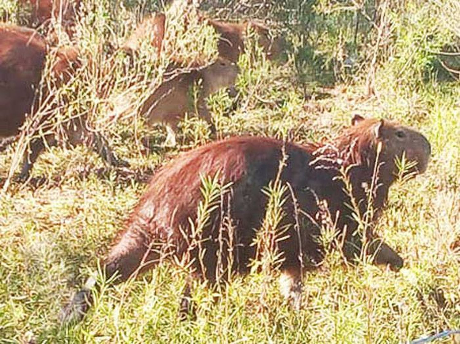 Preocupa la aparición de carpinchos muertos en el lago de Salto Grande 