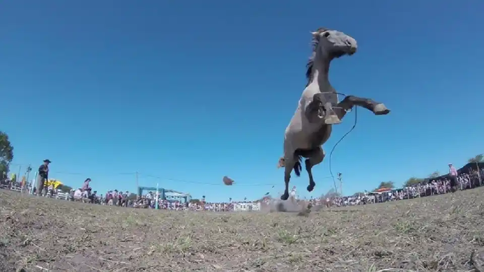 El Colegio de Veterinarios prohibió la participación en pialadas de equinos