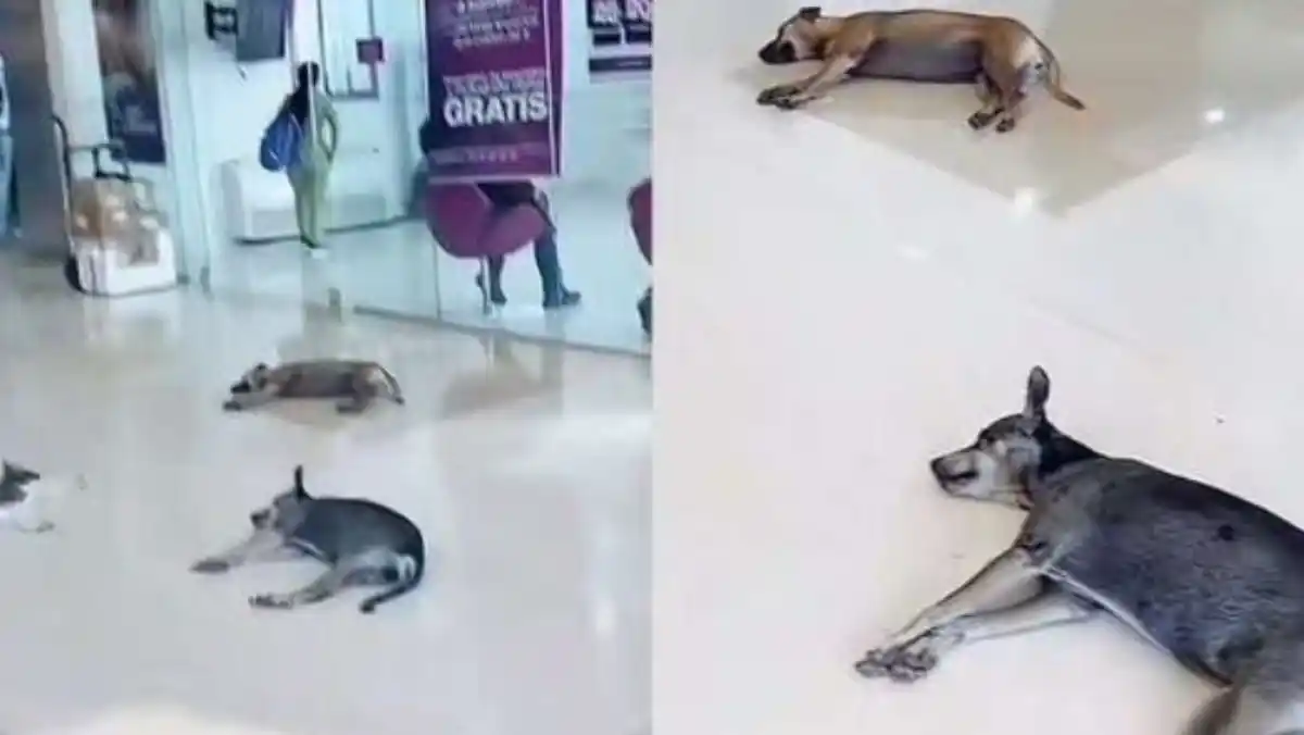 ¡ANIMALITOS CALLEJEROS GANAN! Ante intensa ola de calor, centro comercial permite entrada de perros y gatos (VIDEO)