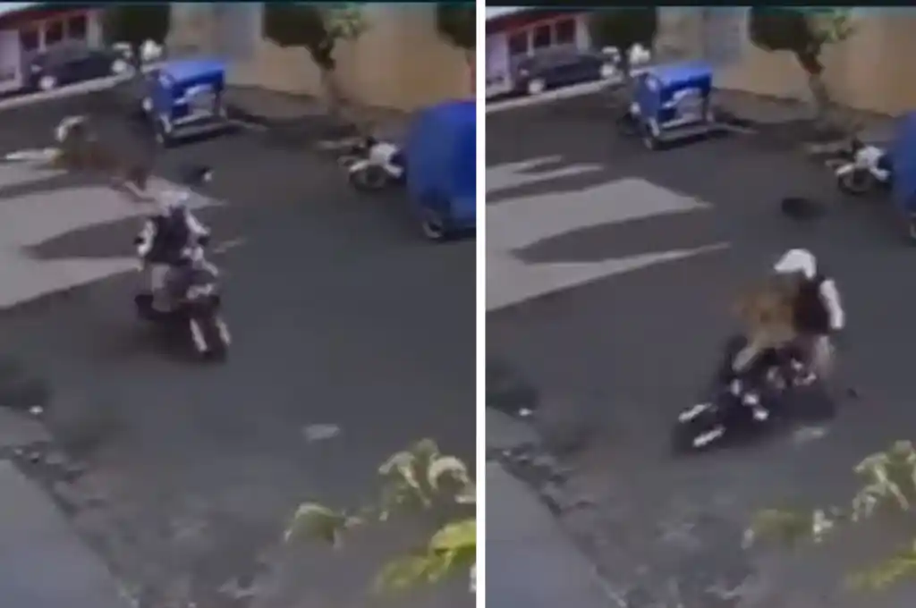 El animal causó u gran susto al conductor.