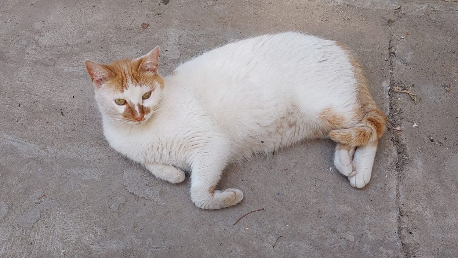 Buscan a Nala