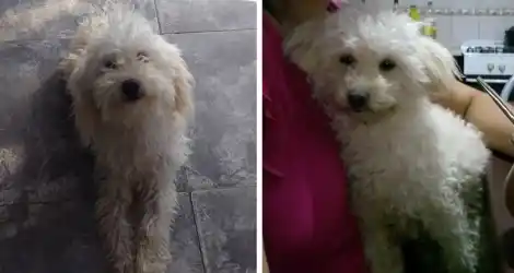 Lolo está perdido y lo buscan