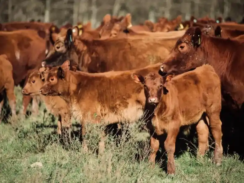 La hacienda subió 5,58% y cerró el 2025 en alza