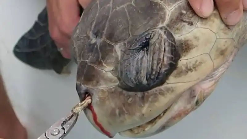 Impactante: el dolor de una tortuga afectada por la basura plástica en el mar