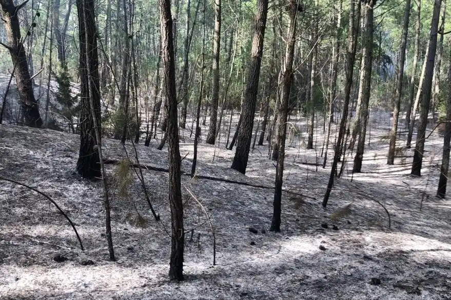 Cariló: bomberos intentan controlar focos de incendios intencionales
