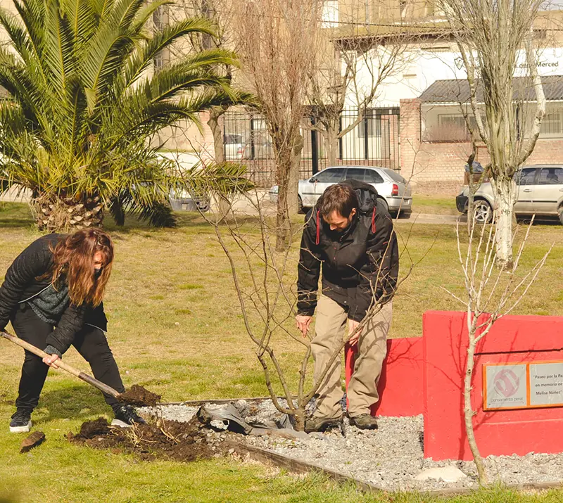Plantaron frutales