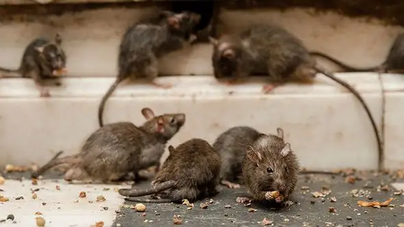 El hantavirus se transmite por la inhalación de aerosoles contaminados con heces, orina o saliva de roedores silvestres.