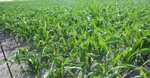 Brasil exporta más maíz que Argentina