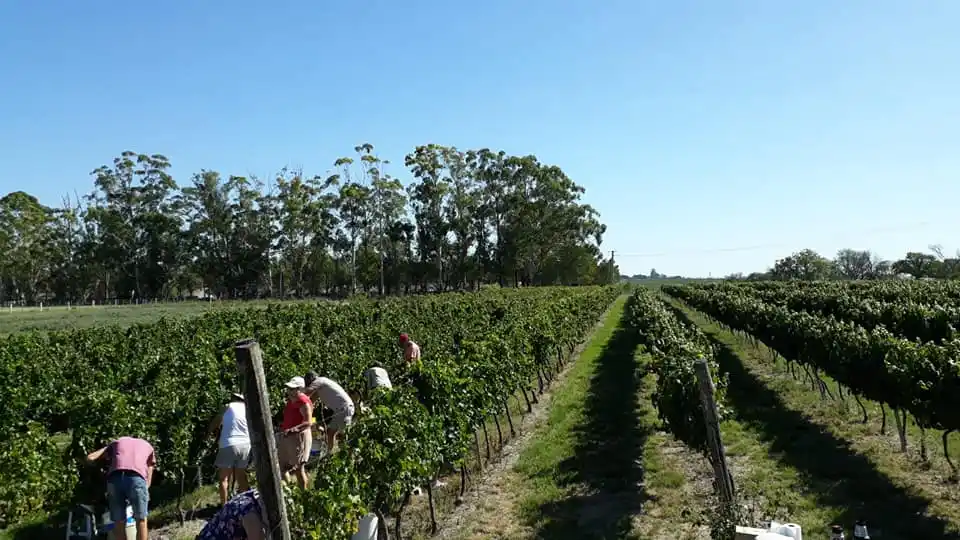 Tres productores vinícolas entrerrianos recibirán financiamiento para desarrollar proyectos de enoturismo