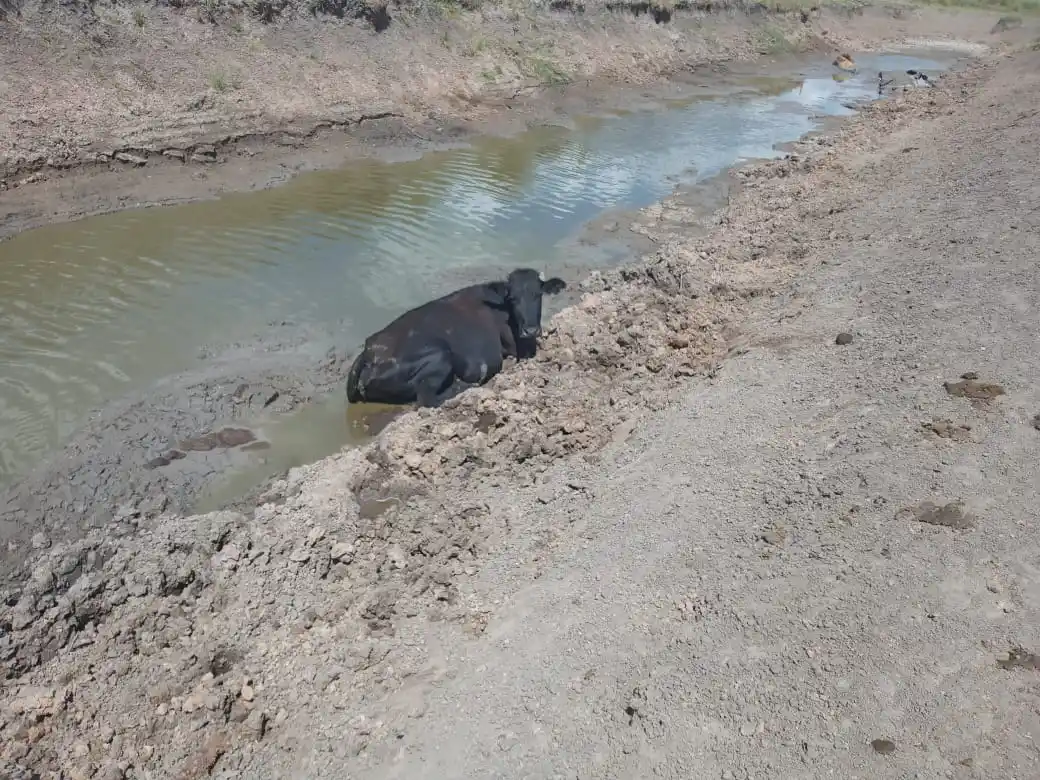 La hacienda sobrevive a duras penas. El impacto a nivel reproductivo será grave.