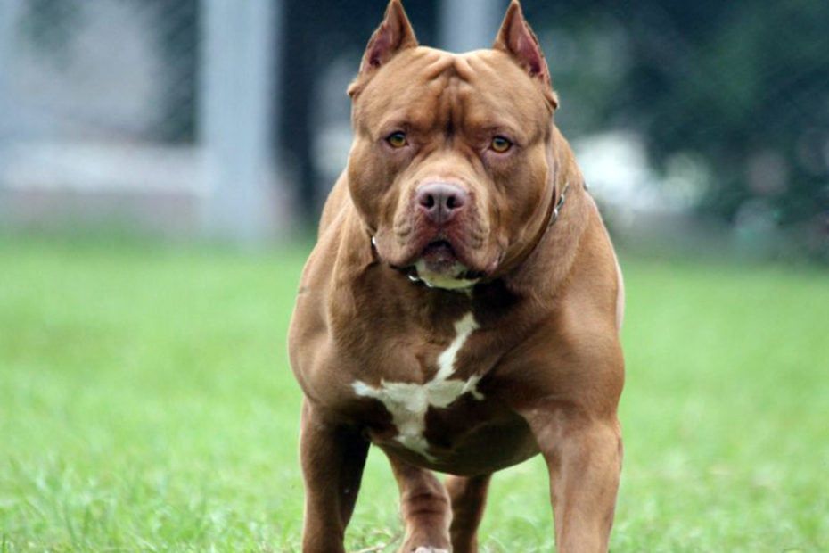 Pitbull mordió a cinco personas y un policía le dio un balazo