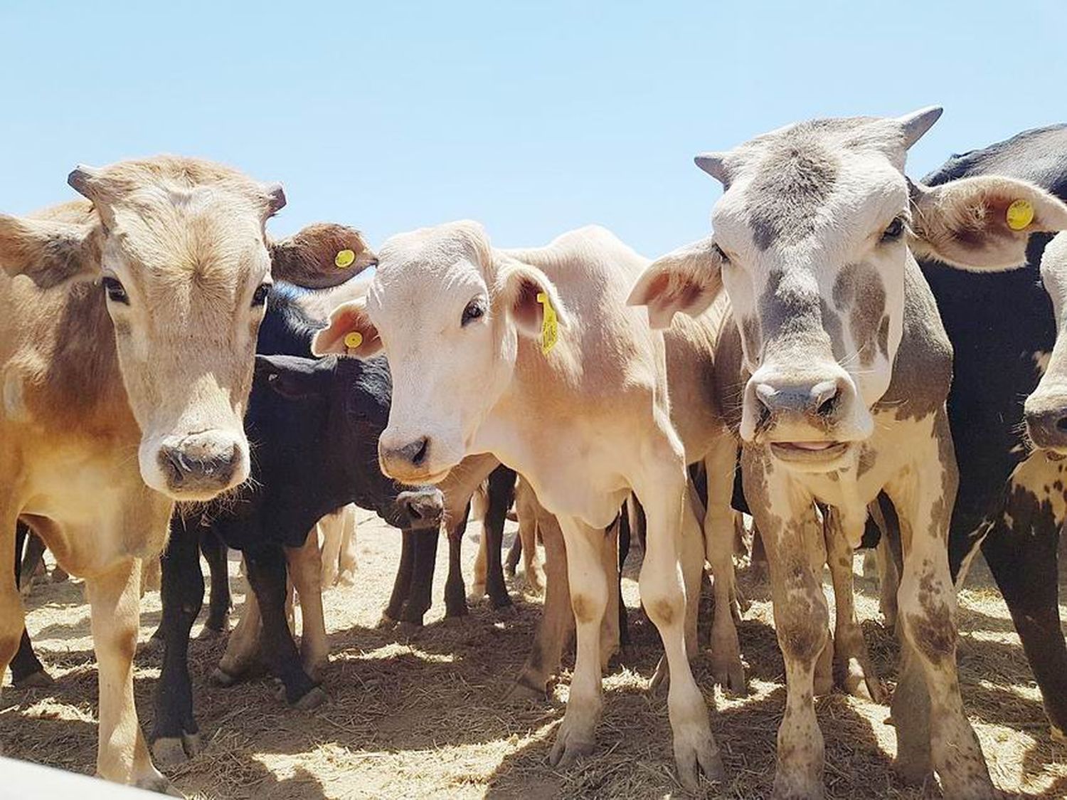 Más de 700 cabezas vendidas en 
remate de productores paipperos