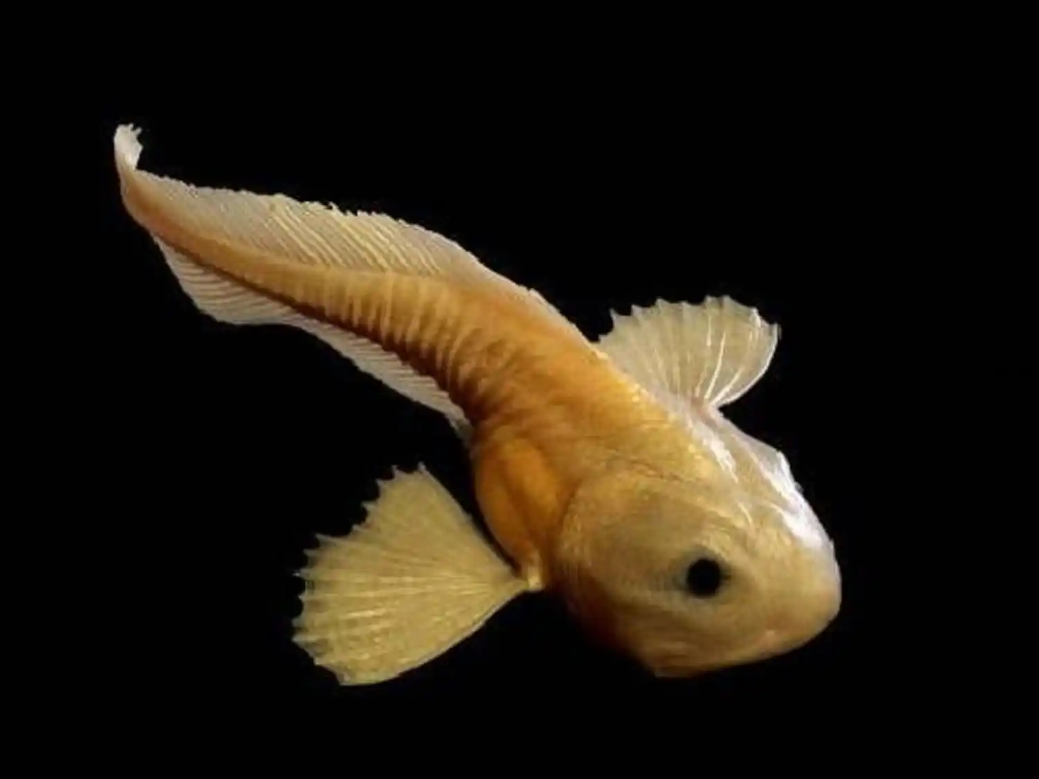 Conozcan al PEZ que vive en lo más profundo del mar (+ Video)