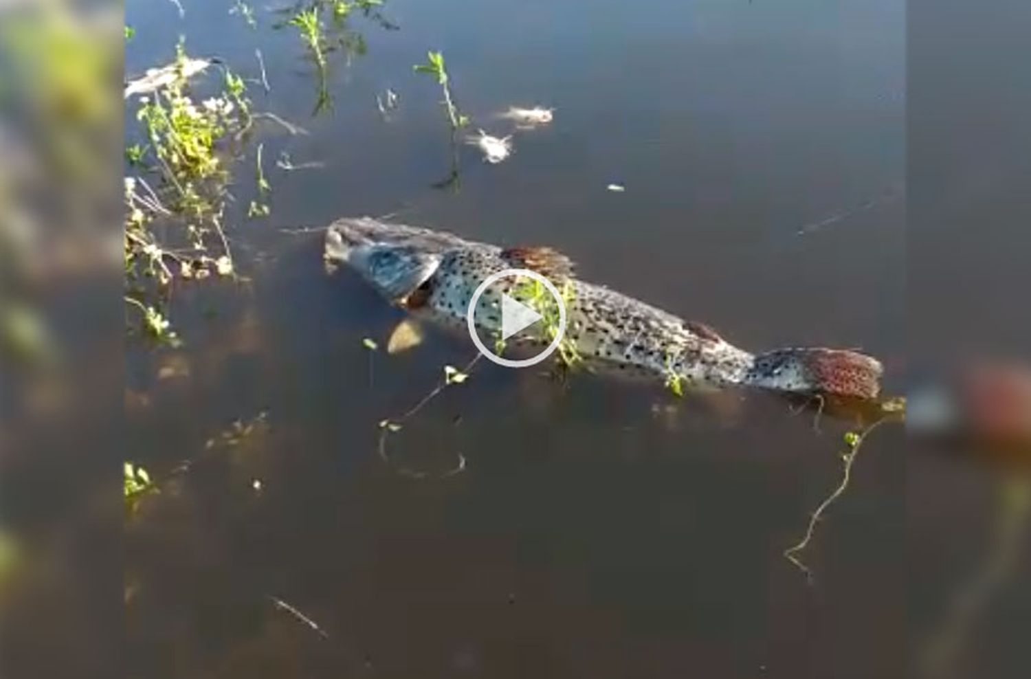 El Paraná, plagado de peces muertos