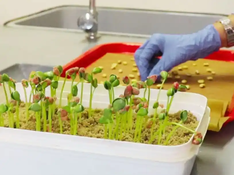 Evaluar la viabilidad de las semillas define el éxito del ciclo agrícola