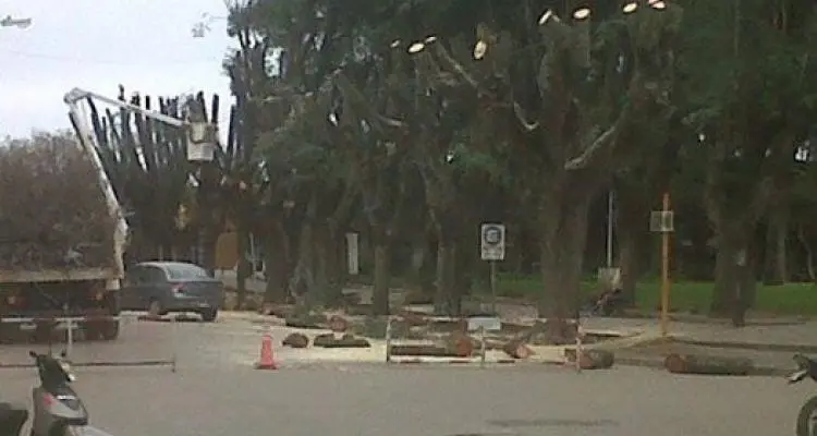 Hopman criticó a Guacone por la poda de los árboles de la plaza Constitución