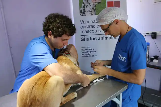 San Isidro: Castración y vacunación gratuita de mascotas en diciembre