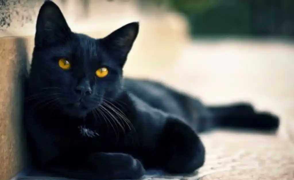 Es viral: un gato salta desde un quinto piso en llamas y resulta ileso