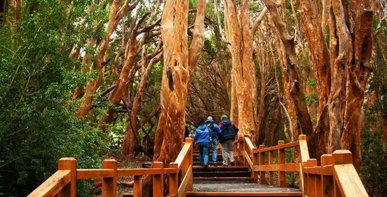 Tragedia en Bariloche: un joven se trepó a una piedra en el Parque Nacional Los Arrayanes y murió