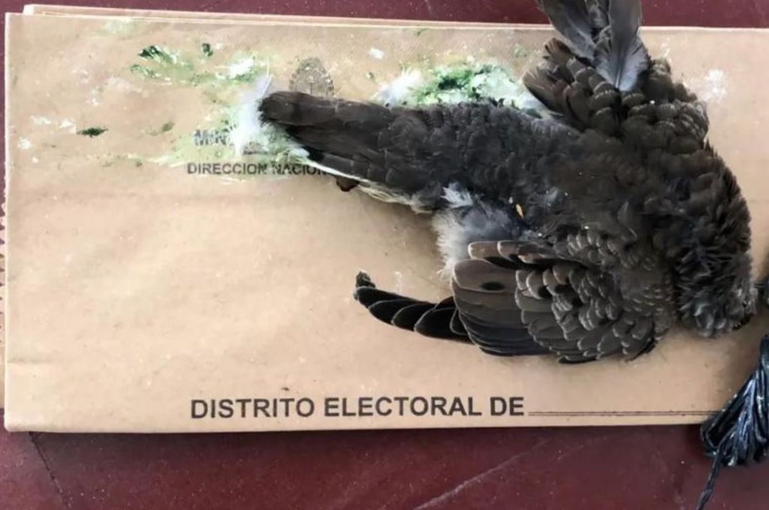 Paloma muerta