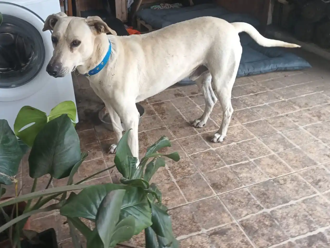 ERAG y Seamos Manada ofrecen en adopción a tres perros rescatados