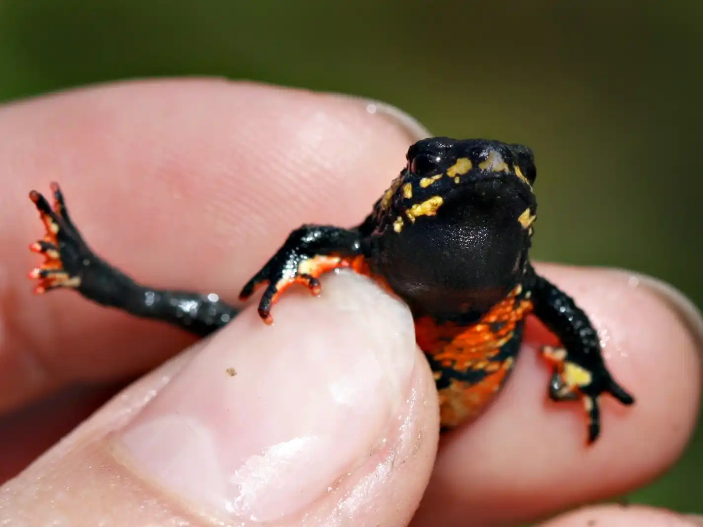 El sapito de las sierras mide entre dos y tres centímetros, tal es así que cabe en la yema de los dedos.