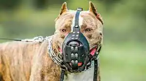 Consejos para la tenencia responsable de mascotas