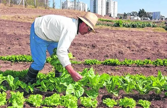 Rosario: Venden frutas y verduras sin agroquímicos