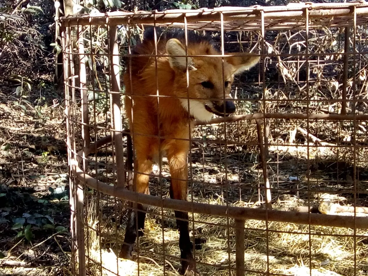 Rescataron un ejemplar de aguará guazú perdido en General Villegas