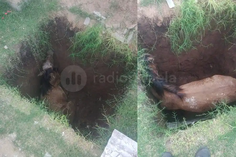 Un caballo cayó en un pozo negro y tuvo que ser rescatado por bomberos