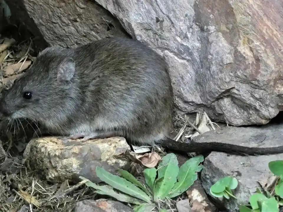 Un hombre falleció por leptospirosis en el interior provincial cordobés