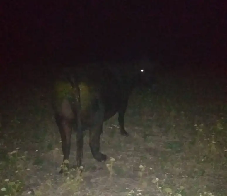 Iba por ruta 20 y se le cruzaron varias vacas: terminó impactando contra una de ellas
