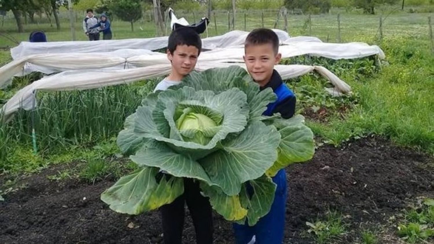 El repollo gigante que cosecharon en una escuela agroecológica entrerriana
