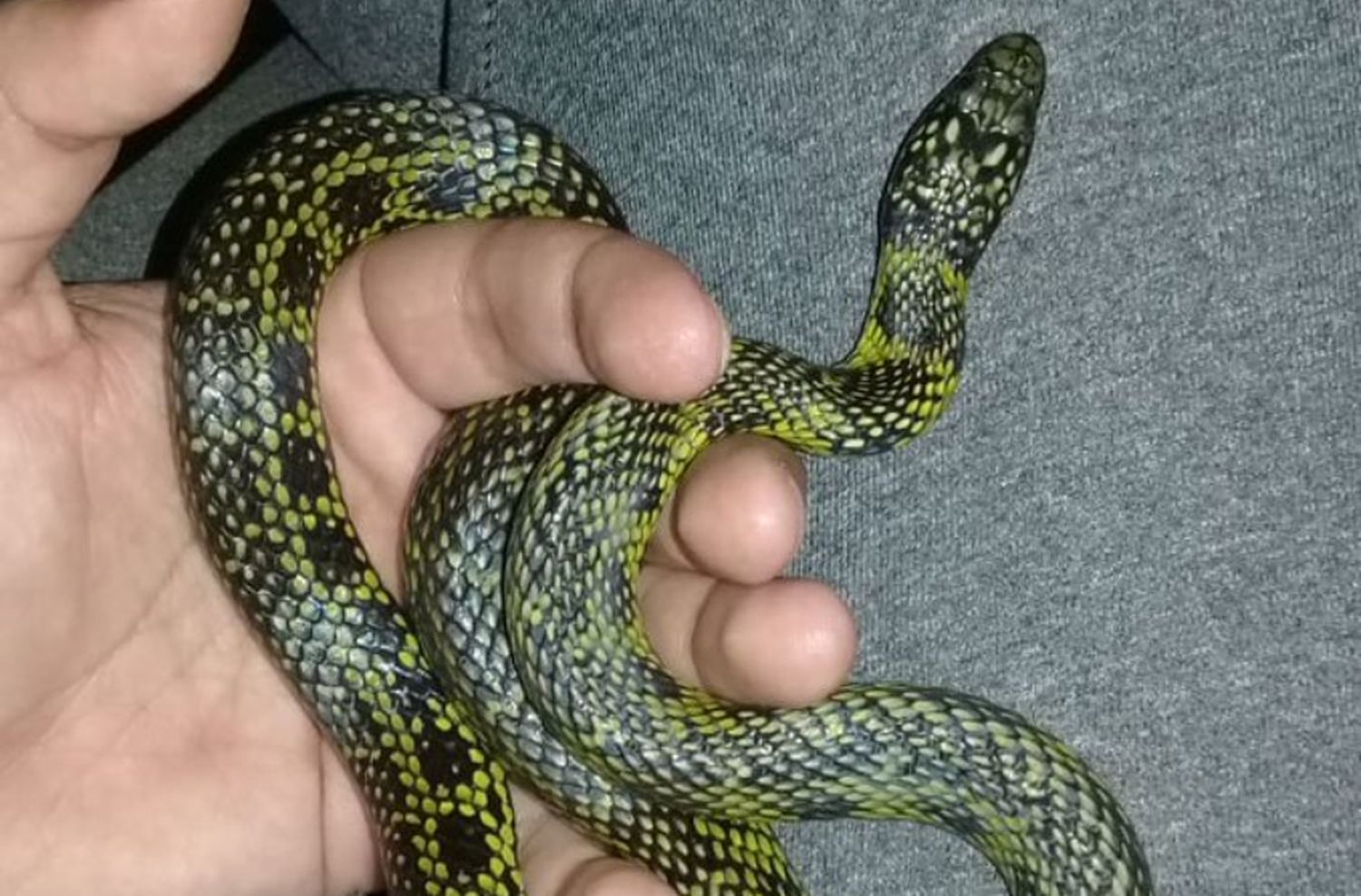 Atraparon una culebra en un jardín de Acantilados