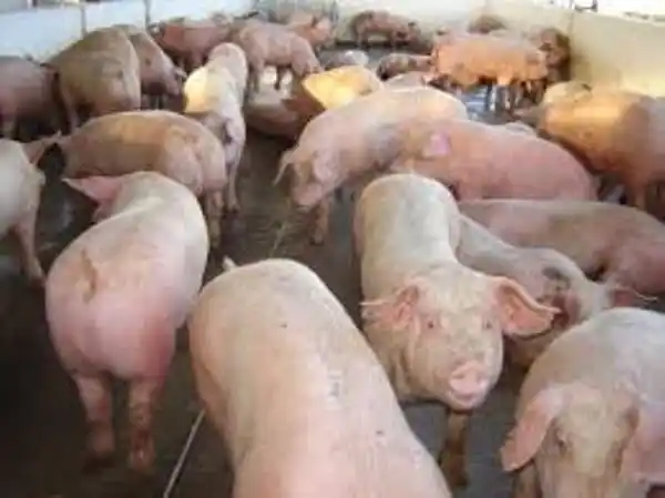 Córdoba en alerta por un brote de triquinosis