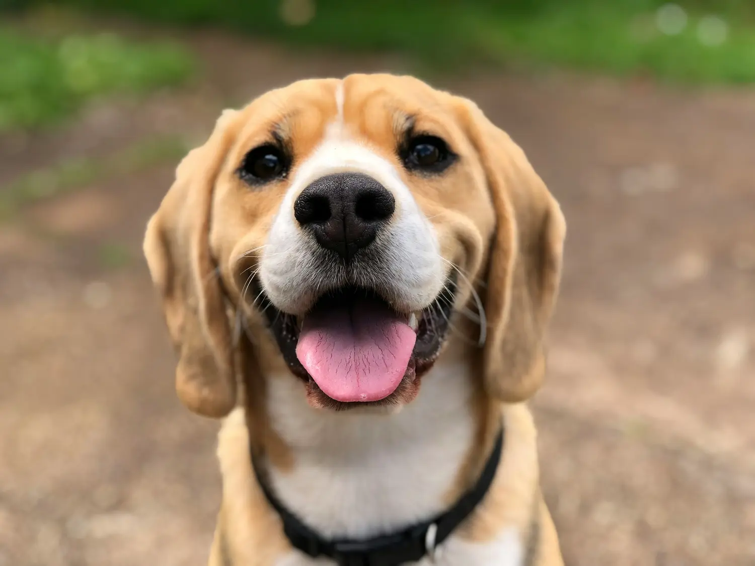 Cinco pruebas caseras para descubrir si tu perro es más inteligente que el resto según veterinarios y psicólogos caninos
