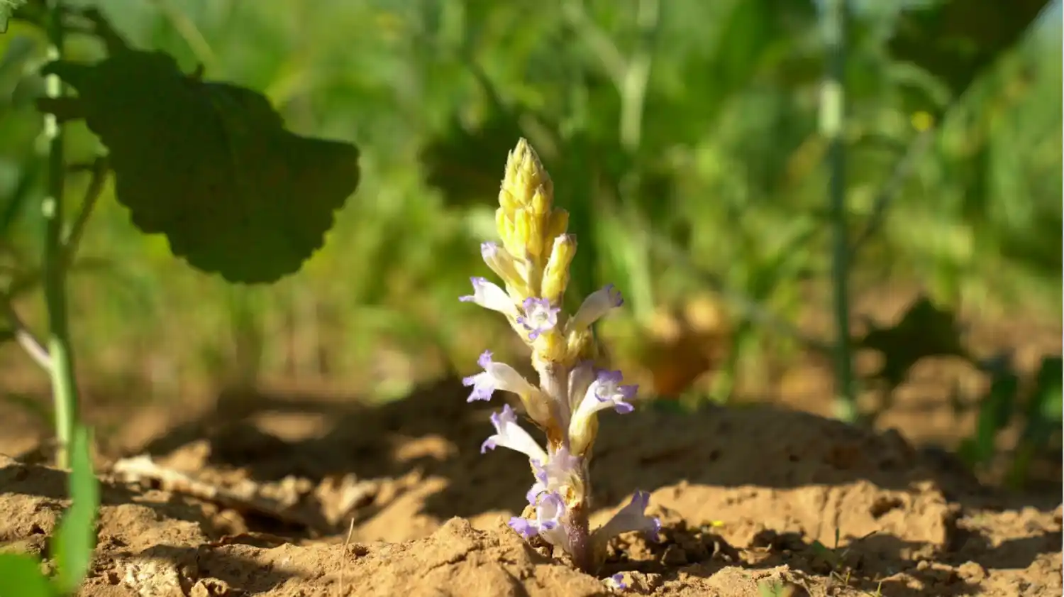 Girasol: alerta fitosanitaria nacional por una peligrosa maleza
