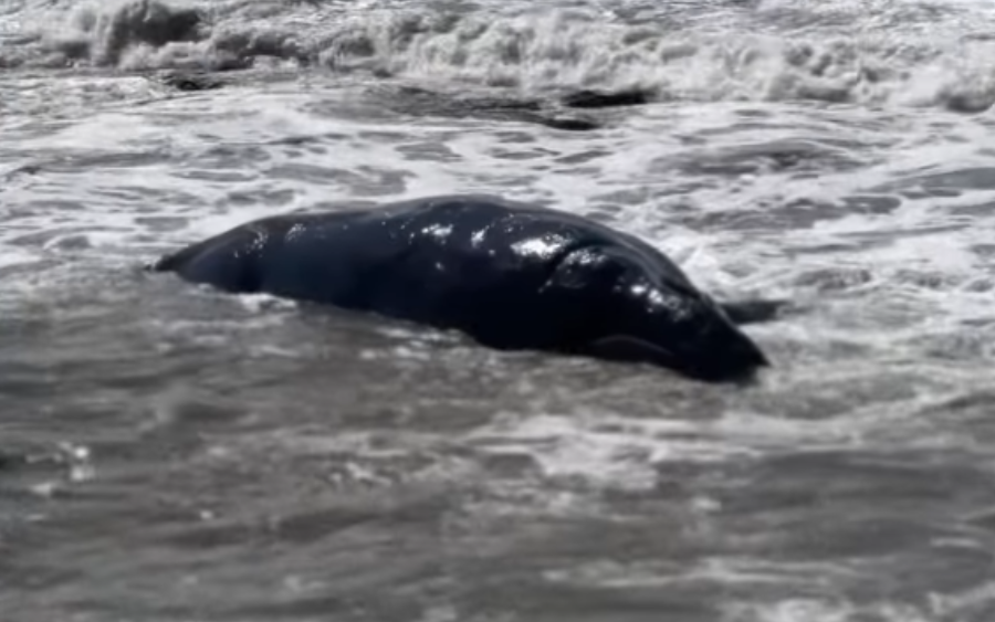 La ballena muerta en Miramar