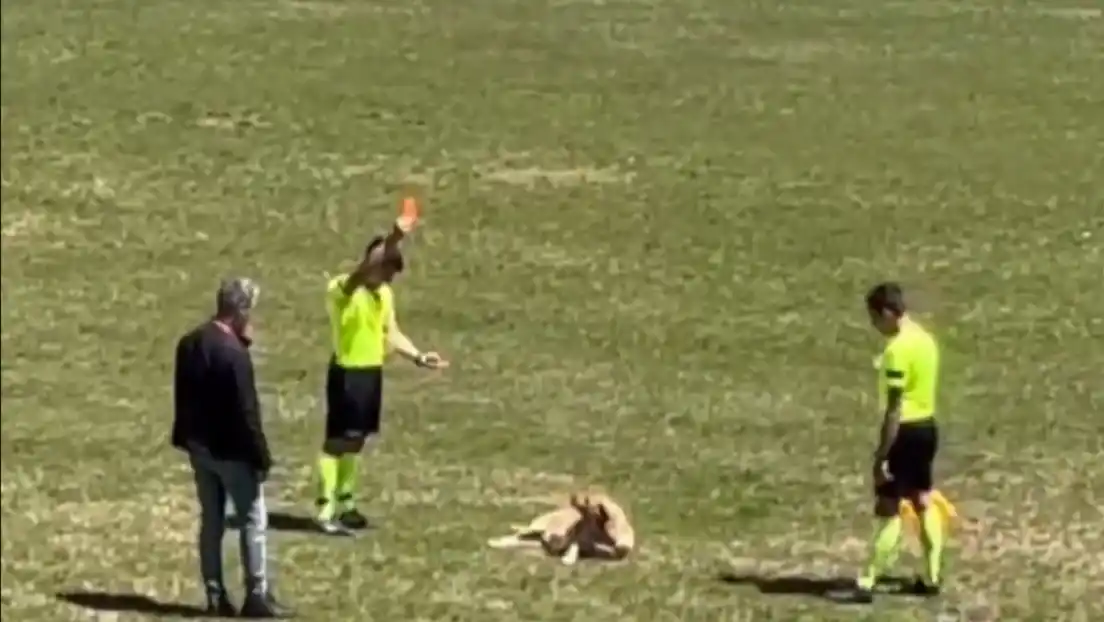 El árbitro detuvo el partido y le mostró al perro una tarjeta roja.