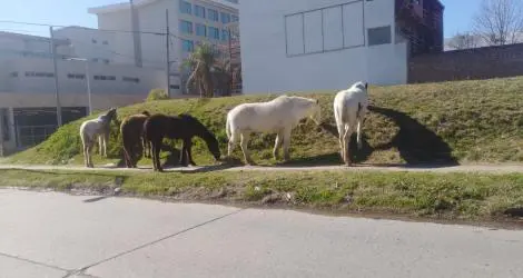 Caballos sueltos