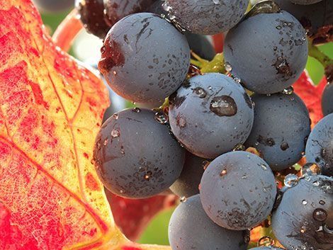 La diversidad de nuestra vitivinicultura.