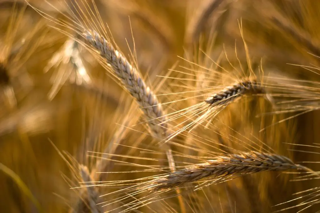 Pum para arriba: el trigo argentino subió más de 11% en dólares en un mes