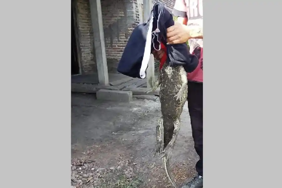 Un yacaré se metió en una casa donde se encontraba una nena sola viendo televisión y asustó a todos