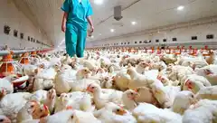 Senasa confirmó cuatro nuevos casos de gripe aviar y ascienden a 30 las detecciones