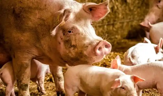 Salvaron a cerditos de un incendio y luego se lo comieron como salchichas