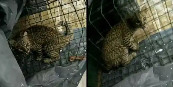 Hallaron un gato montés de gran tamaño en pleno centro de la ciudad de Casilda